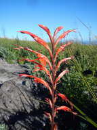 Image de Tritoniopsis caffra (N. E. Br.) Goldblatt & J. C. Manning