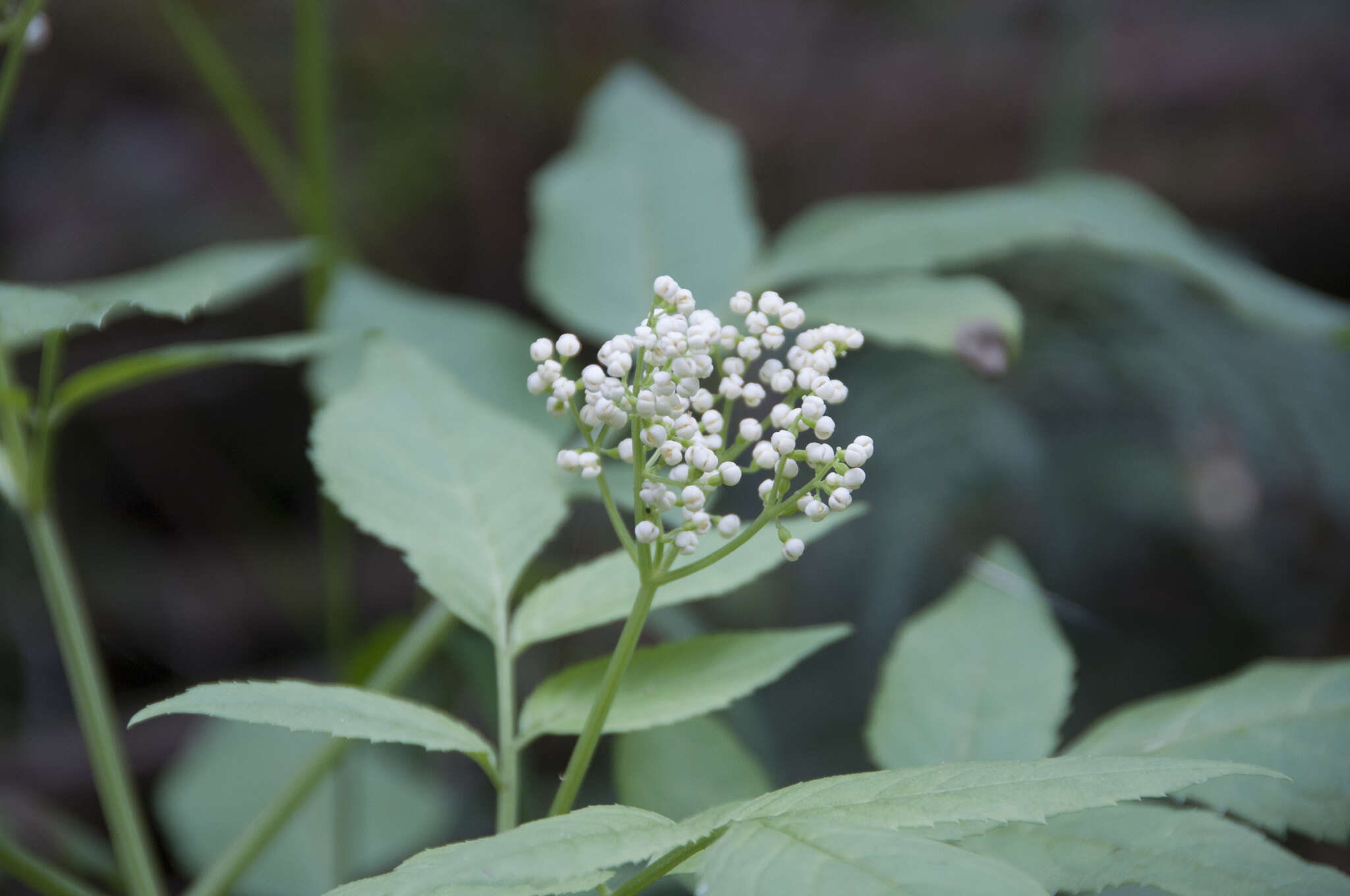 Image of White Elderberry