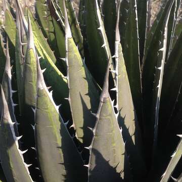 Agave horrida Lem. ex Jacobi resmi