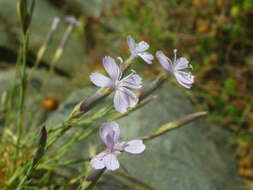 Image of Dianthus pyrenaicus Pourret