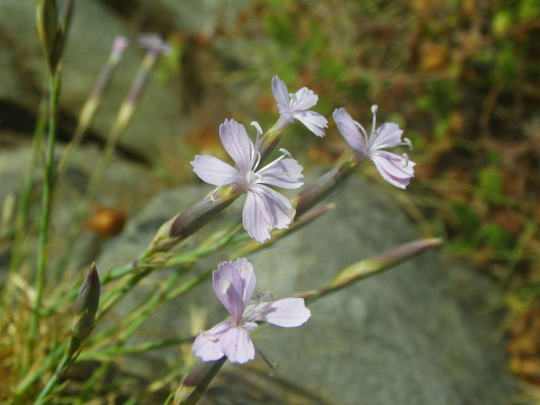 Image of Dianthus pyrenaicus Pourret