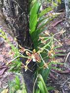 Image of Palau hyacinth-orchid