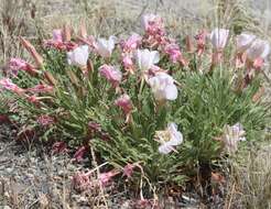 Image de Oenothera cespitosa subsp. marginata (Nutt. ex Hook. & Arn.) Munz