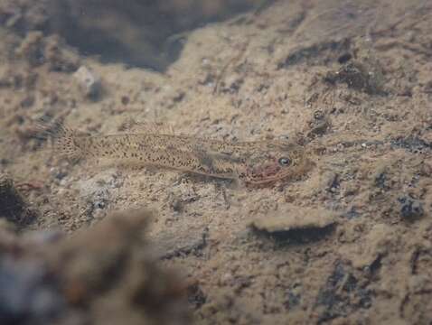 Слика од Wuhanlinigobius