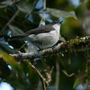 Image of Brown-backed Whistler