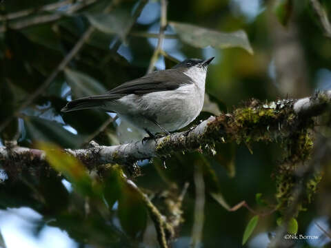 Image of Brown-backed Whistler