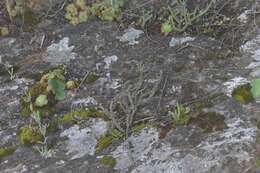 Image of Holothrix secunda (Thunb.) Rchb. fil.