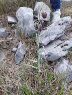 Image of Fritillaria montana Hoppe ex W. D. J. Koch