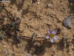 Image of Fagonia glutinosa Del.