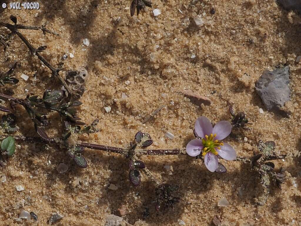 Image of Fagonia glutinosa Del.