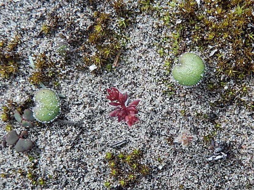 Image of Crassula thunbergiana subsp. thunbergiana