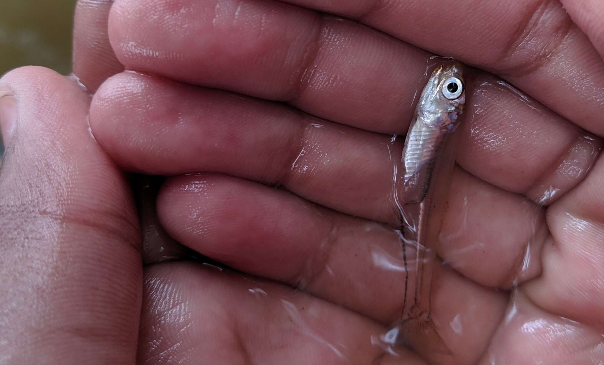 Image de Anchois Américain