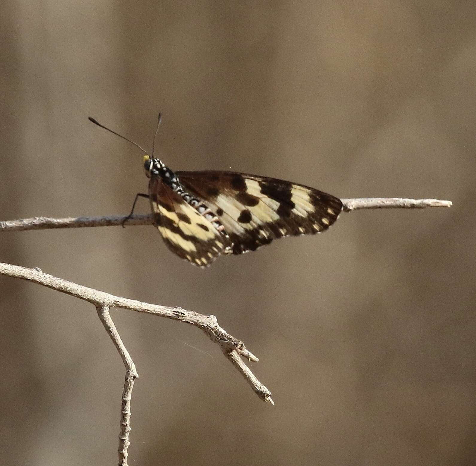 Image of Acraea turna Mabille 1877