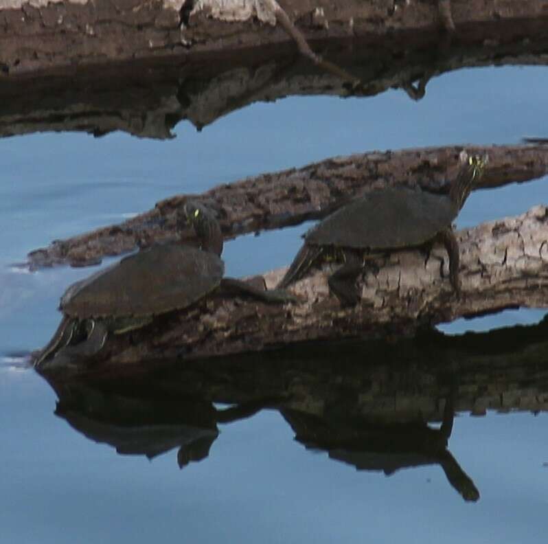 Image of Ouachita Map Turtle