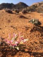 Image of Gladiolus salteri G. J. Lewis