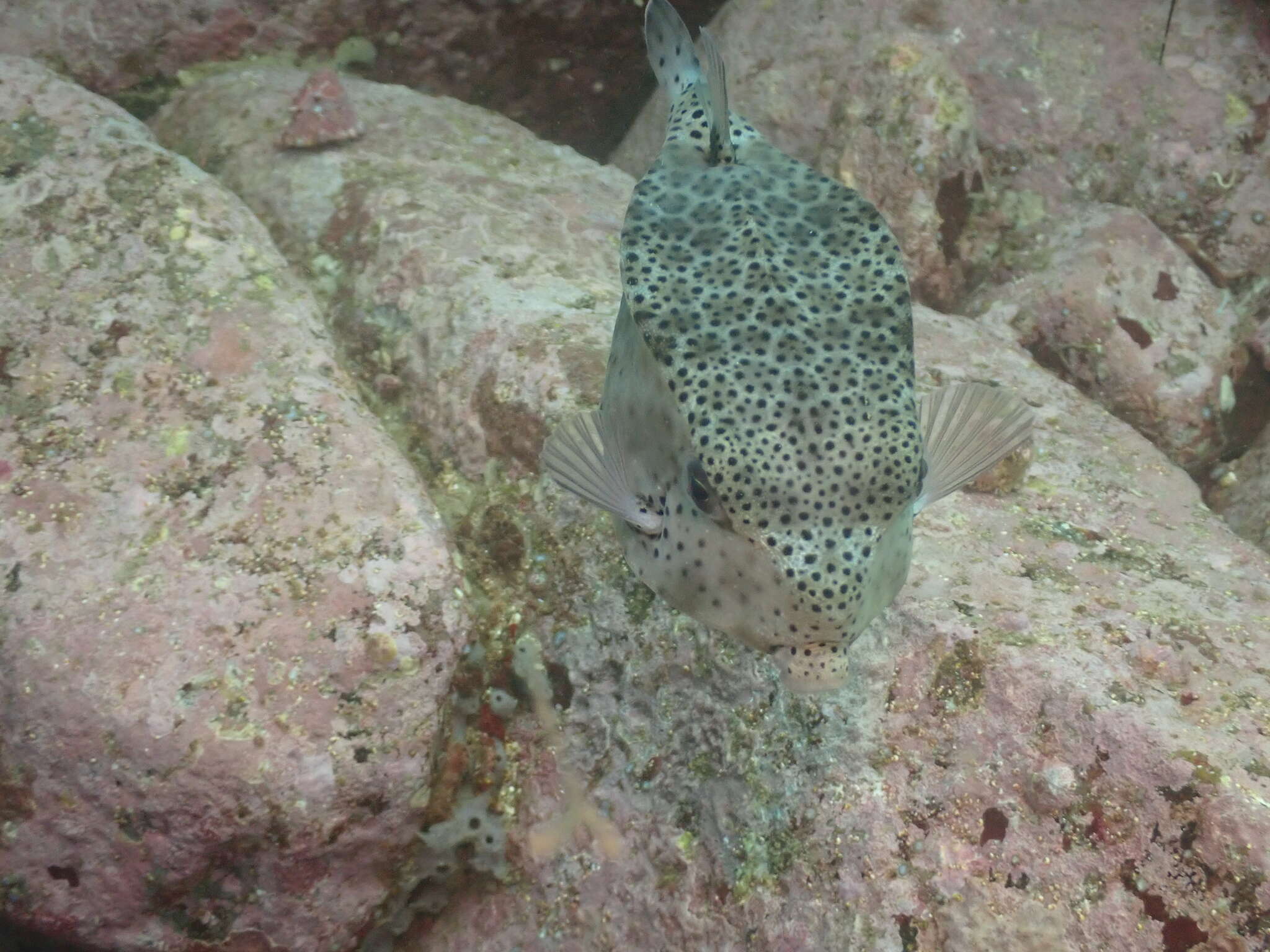 Image of Horn-nosed boxfish