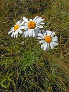 Image of Leucanthemella linearis (Matsum.) Tzvel.