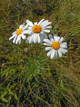 Leucanthemella linearis (Matsum.) Tzvel. resmi