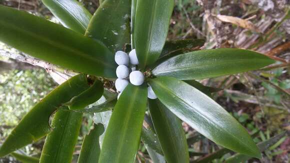 Image of Podocarpus madagascariensis Baker