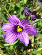 Image of western blue-eyed grass