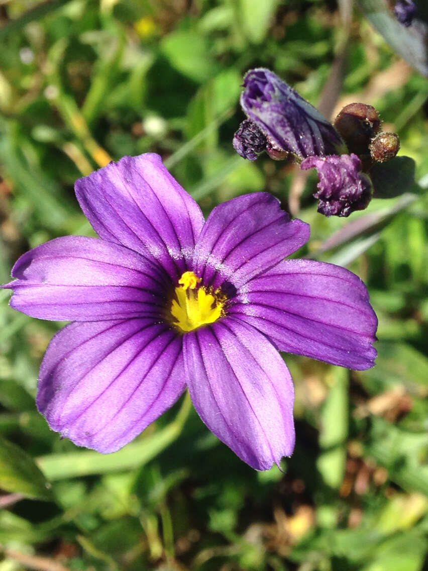 Image of western blue-eyed grass