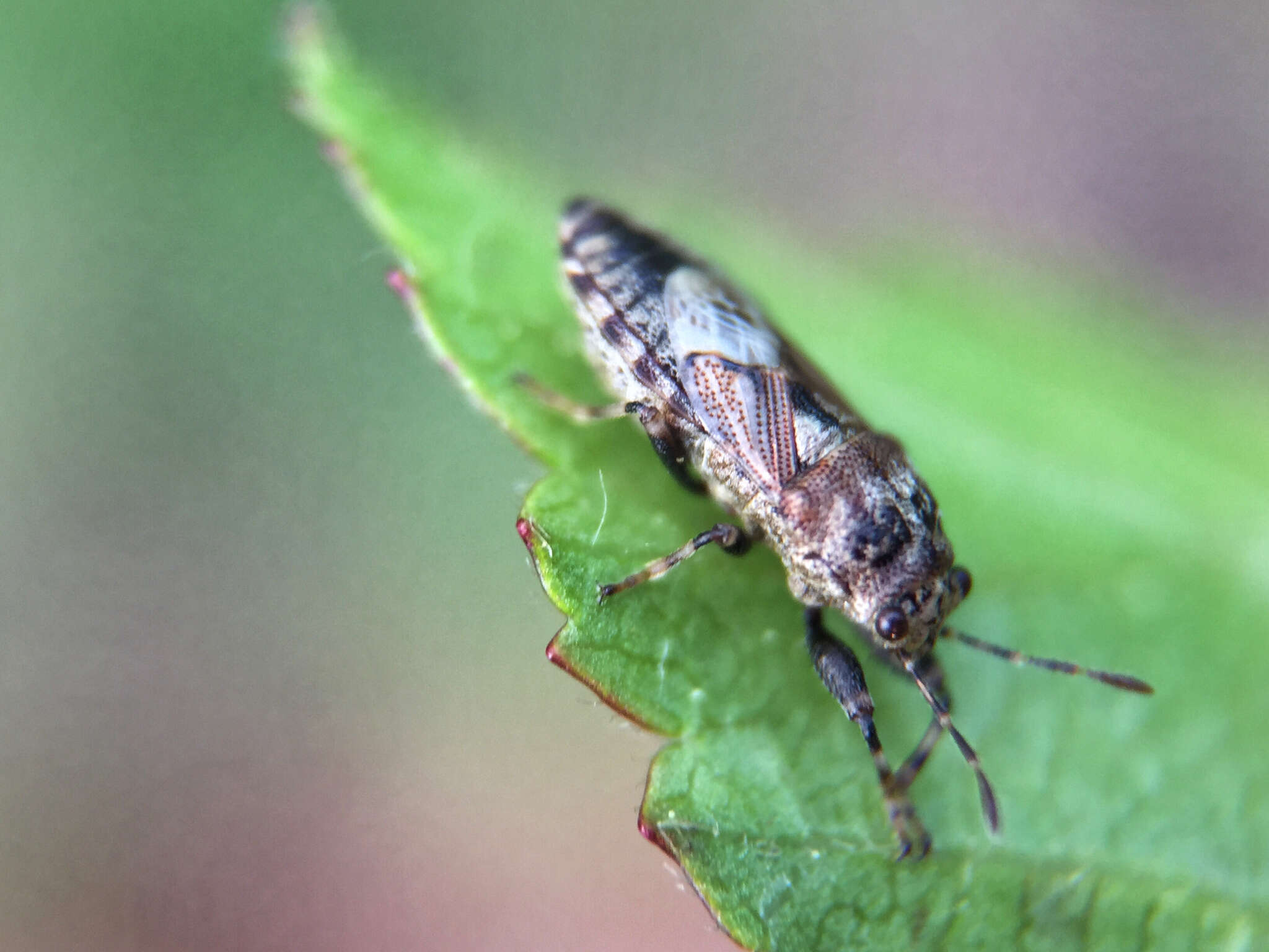 Image of Phlegyas abbreviatus (Uhler & P. R. 1876)