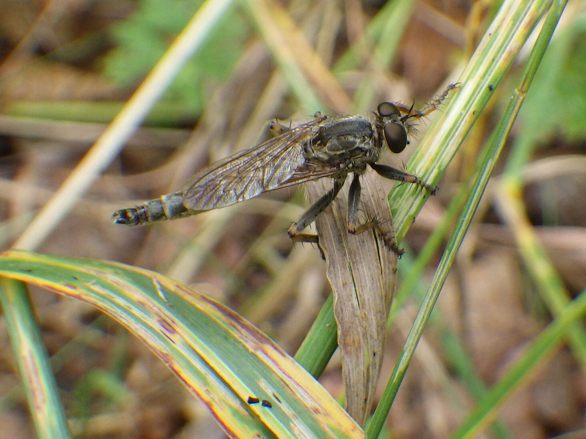 Image of Machimus snowii (Hine 1909)