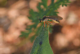 Image of Dioctria bicincta Meigen 1820