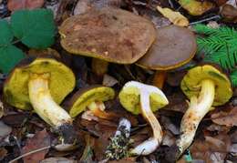 Image of Boletus subtomentosus L. 1753