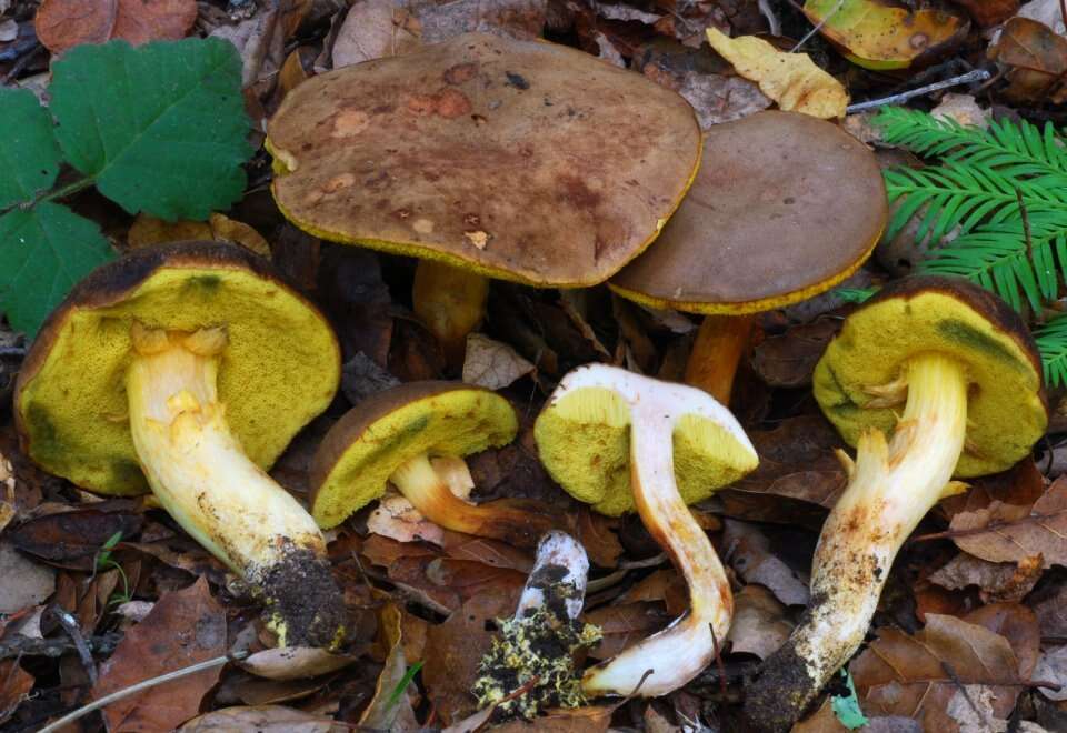 Слика од Boletus subtomentosus L. 1753