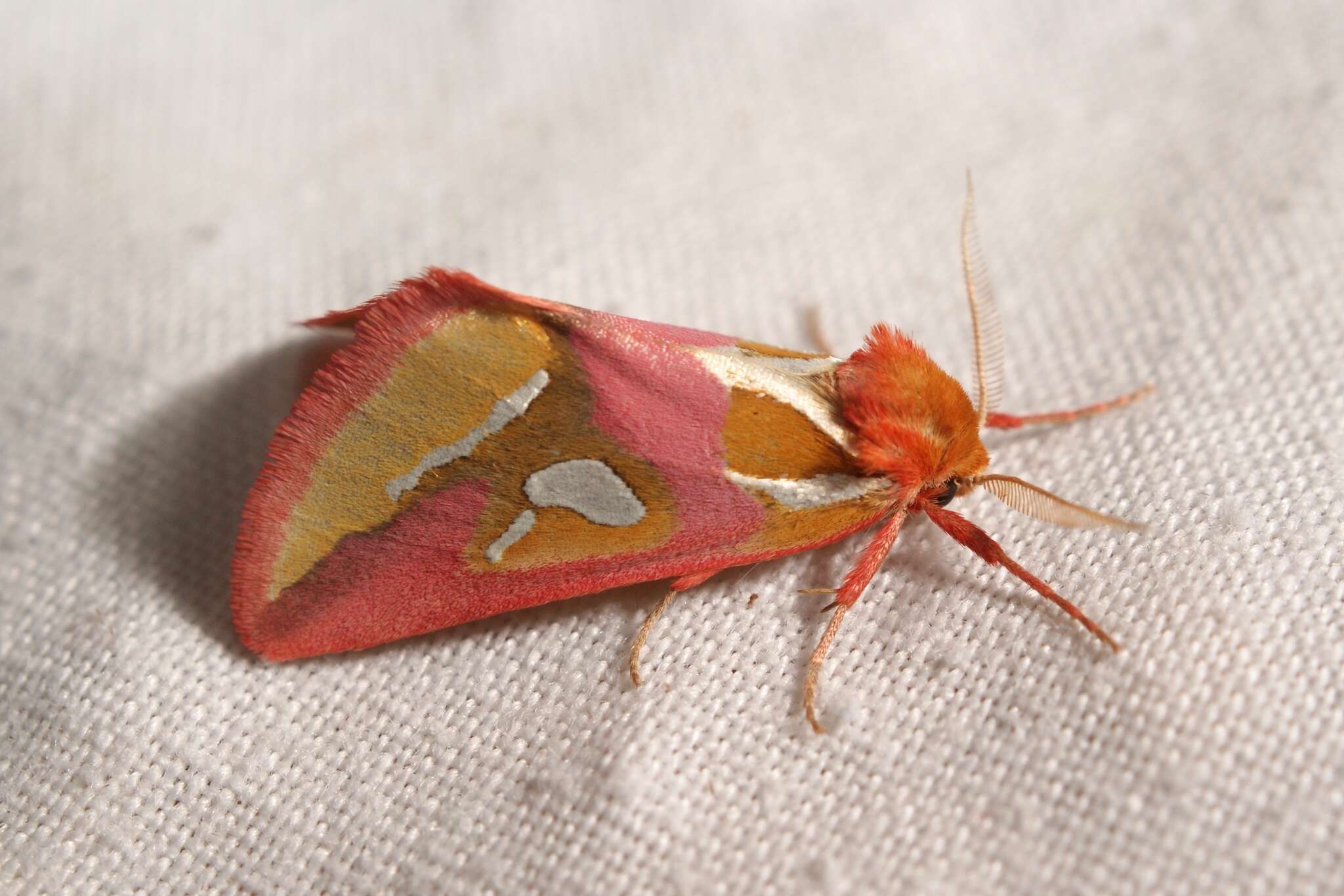 Image of gold moths