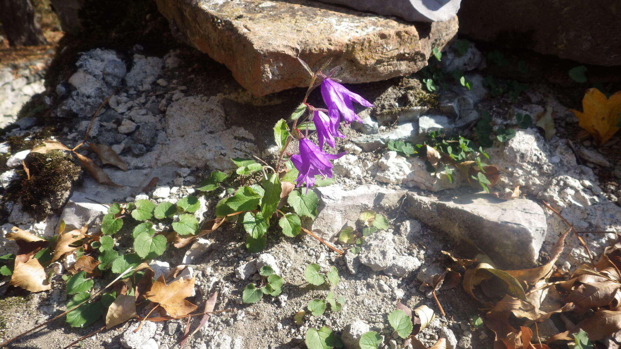 Image of Campanula raddeana Trautv.