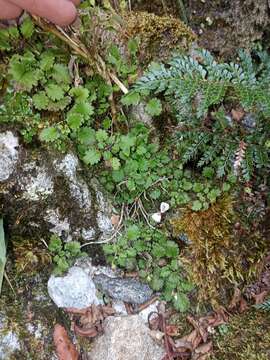 Image of Jovellana repens (Hook. fil.) Kränzl.