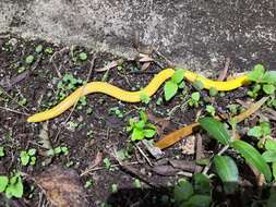 Image of Aqua Ize Caecilian