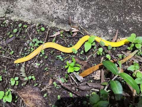 Image of Aqua Ize Caecilian