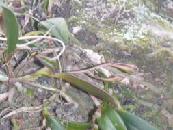 Image of green fly orchid