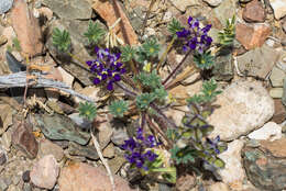 Imagem de Lupinus flavoculatus A. Heller