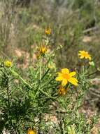 Image of Osteospermum spinosum L.