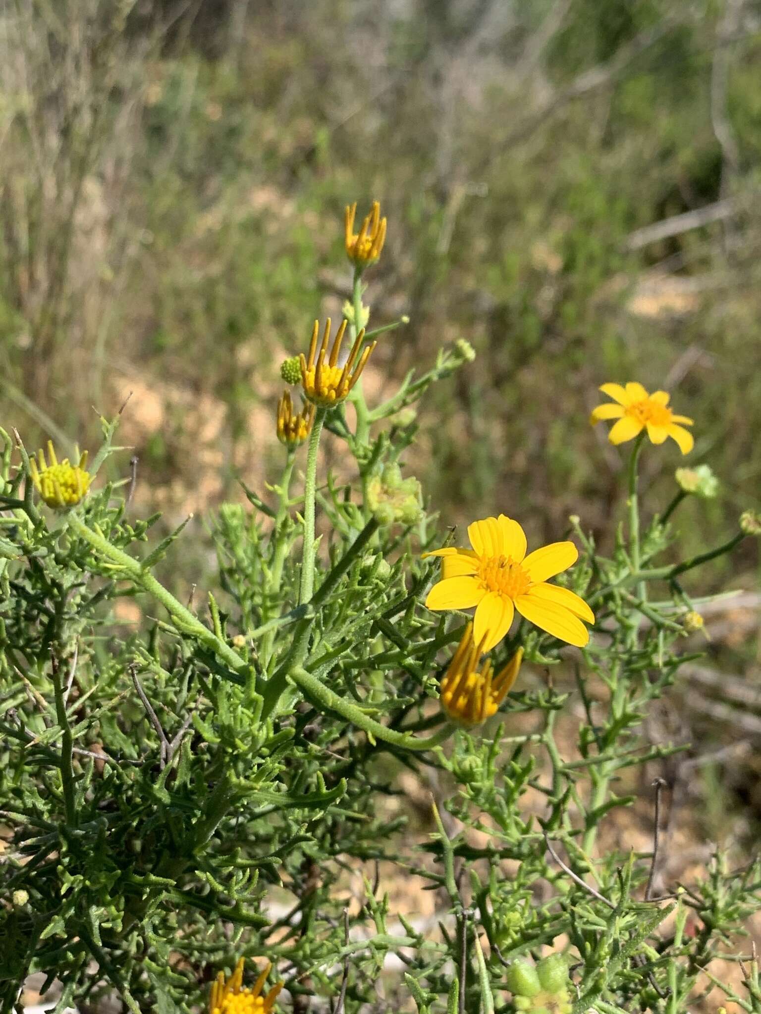 Plancia ëd Osteospermum spinosum L.