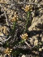 Image of Helichrysum asperum var. glabrum O. M. Hilliard