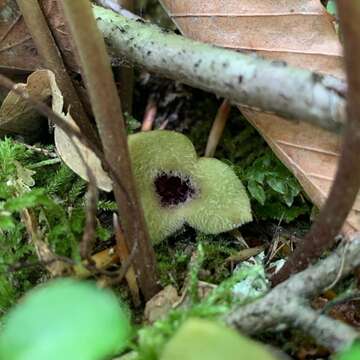 Image of Asarum rosei Sinn