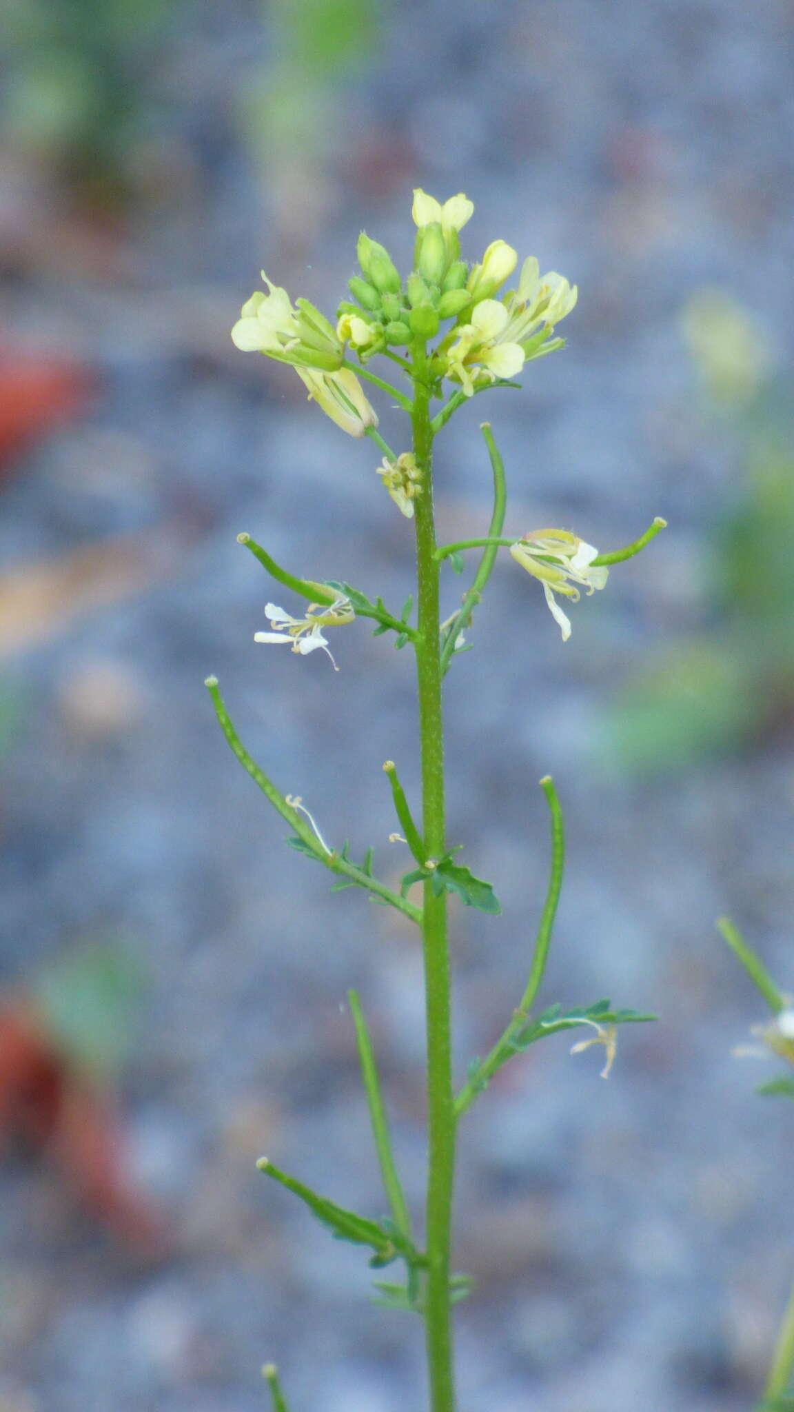 Image of common dogmustard