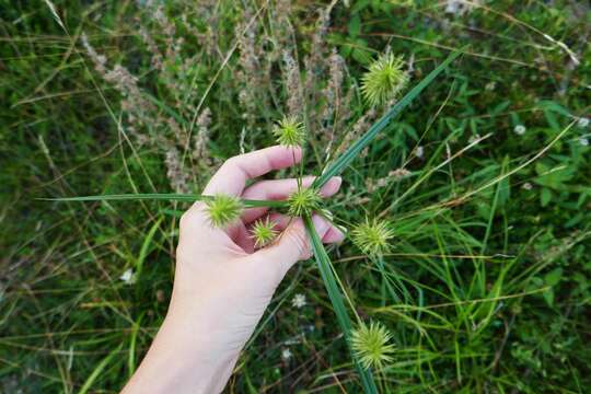 Image de Cyperus lancastriensis Porter