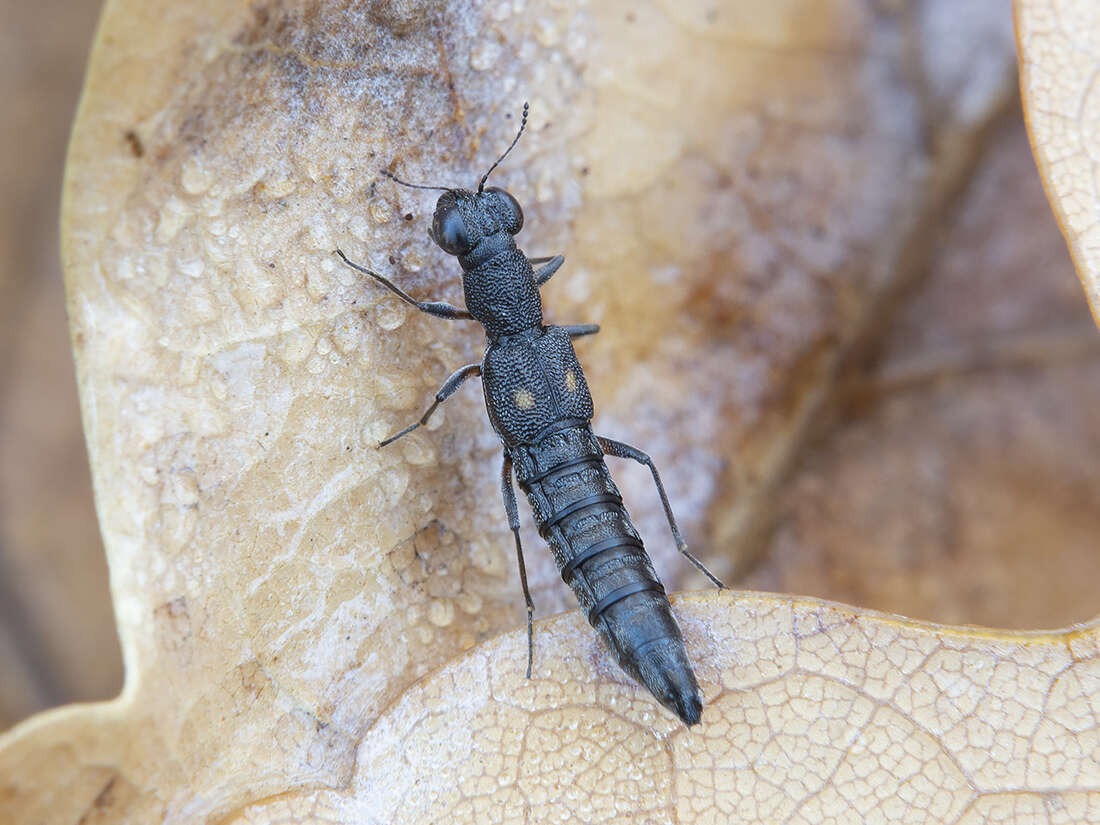 Stenus (Stenus) bimaculatus Gyllenhal 1810 resmi