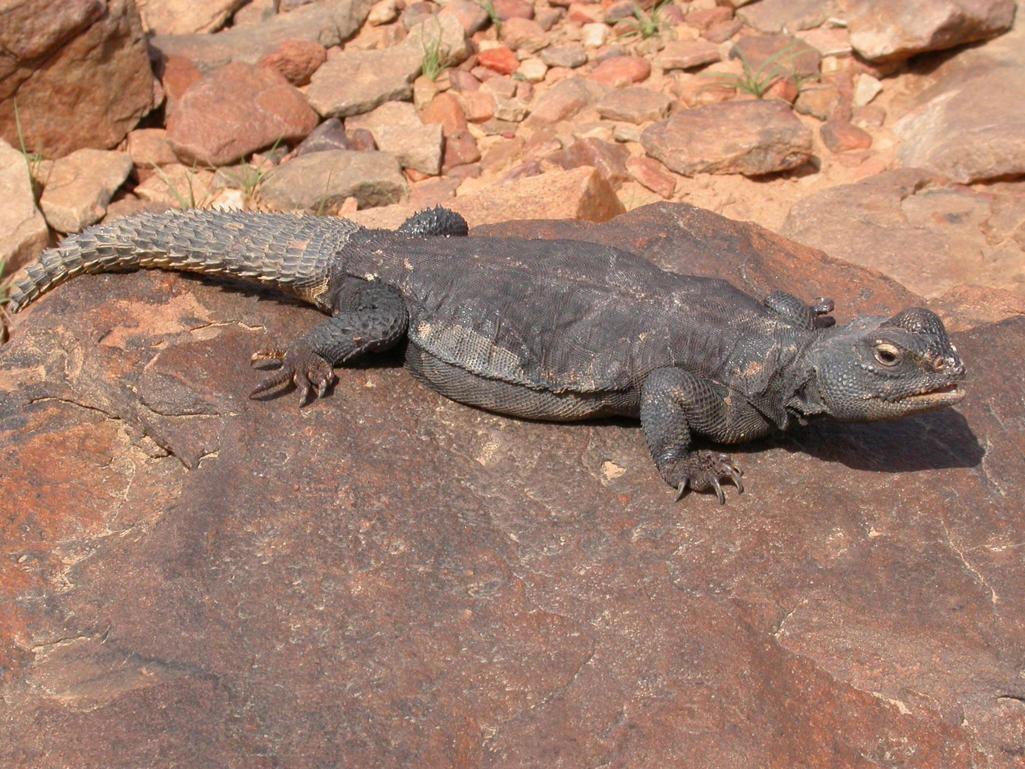 Image of Uromastyx dispar flavifasciata Mertens 1962