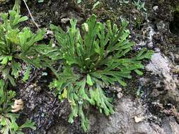 Image of Selaginella tamariscina (Beauv.) Spring