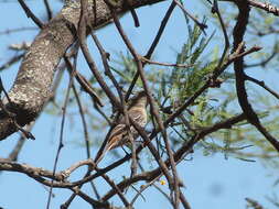 Knipolegus striaticeps (d'Orbigny & Lafresnaye 1837)的圖片