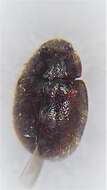 Image of <i>Scymnus blackburni</i>