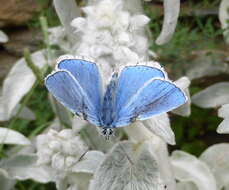 Image of Polyommatus bellargus (Rottemburg 1775)