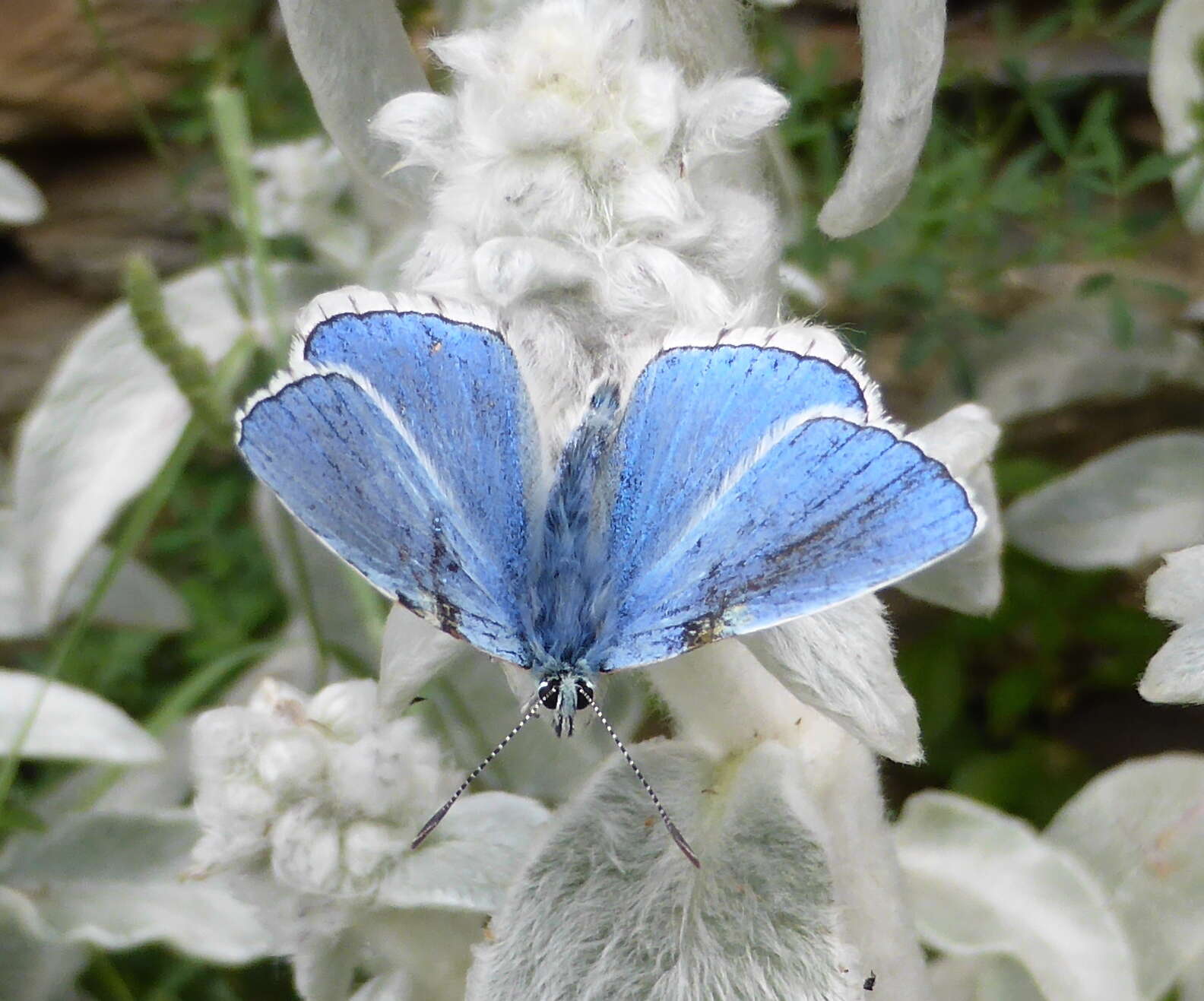 Image of Polyommatus bellargus (Rottemburg 1775)